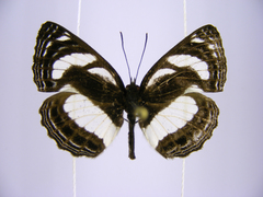 Neptis nicomedes