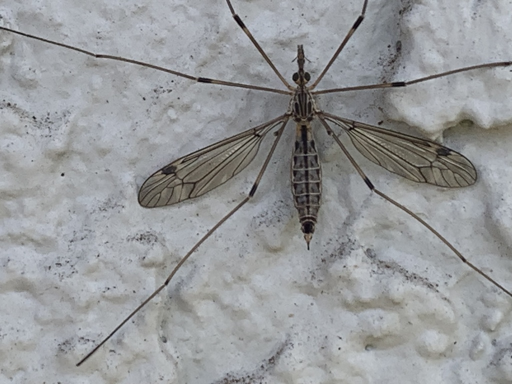Tipula biuncus