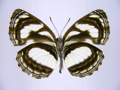 Neptis nicomedes