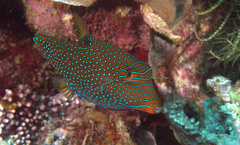 Canthigaster papua