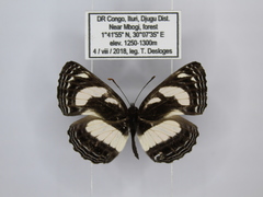 Neptis nicomedes
