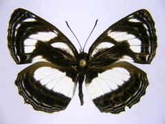 Neptis nicomedes