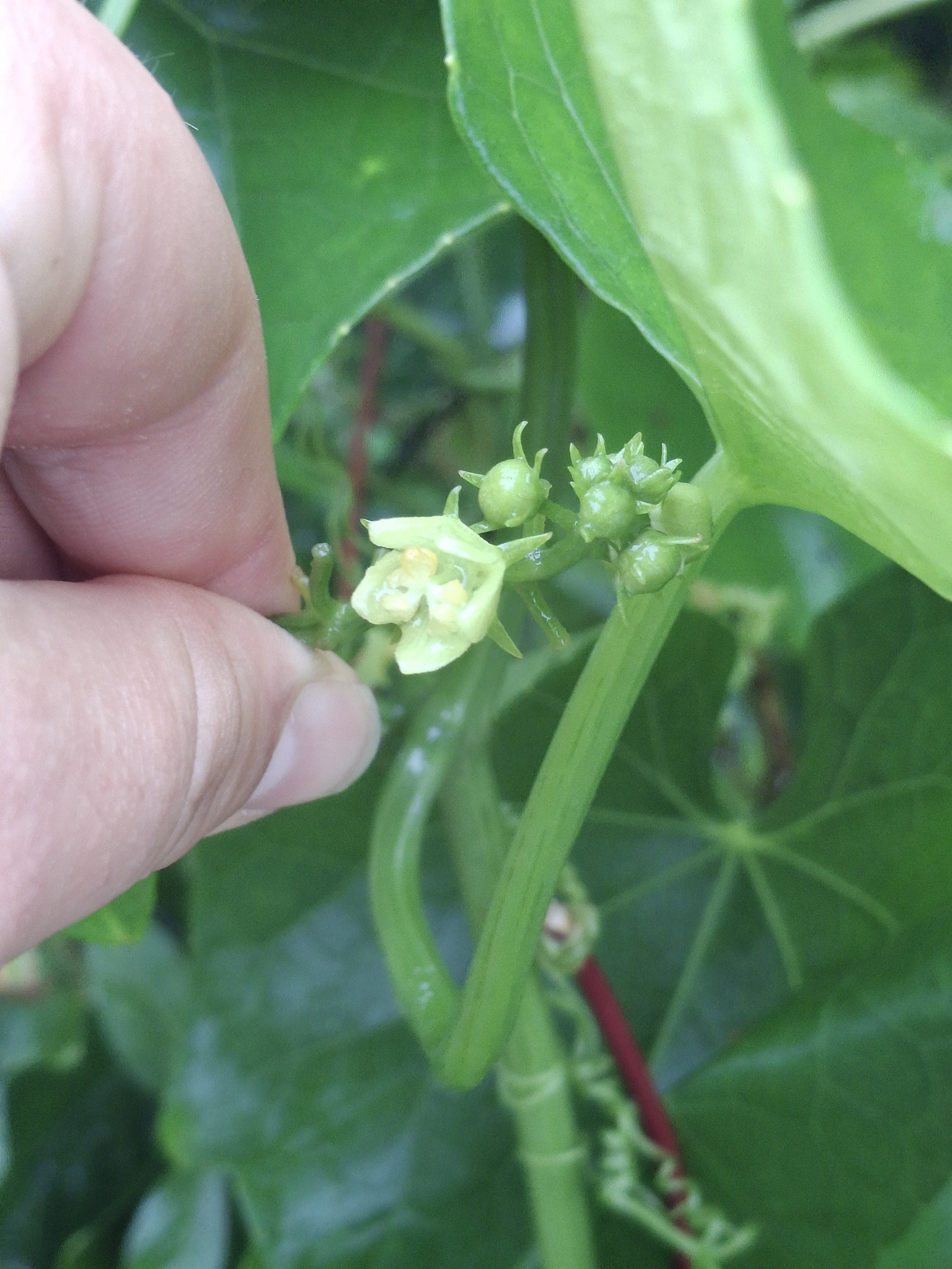 Barbados Nut (Jatropha curcas)