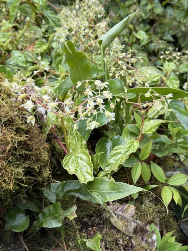 Begonia glabra, photograph 5