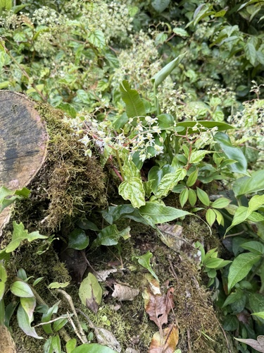 Begonia glabra, photograph 6