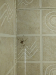 Loxosceles yucatana