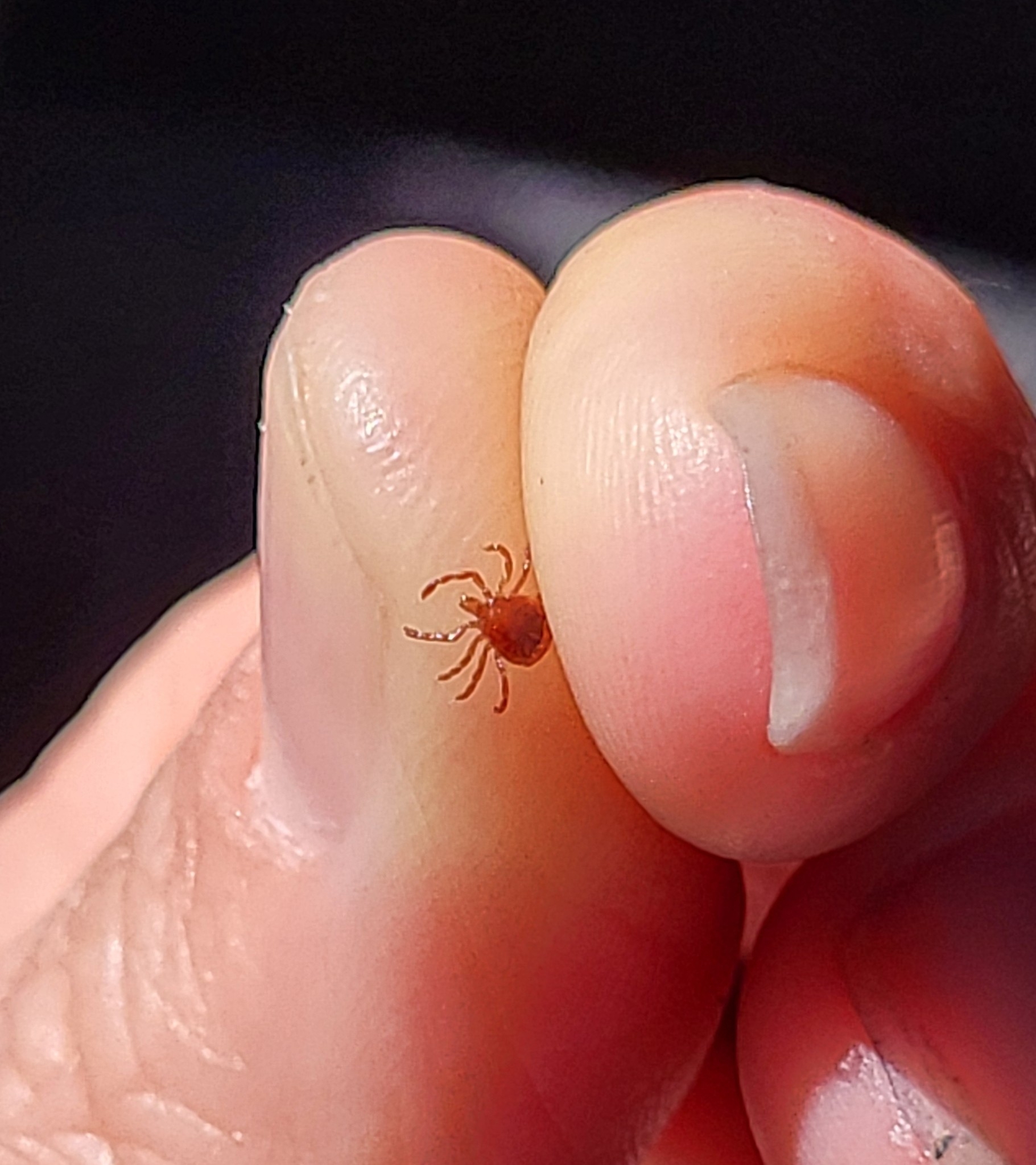 Amblyomma americanum Linnaeus, 1758
