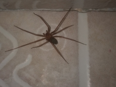 Loxosceles yucatana