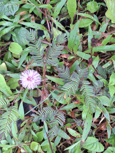 Mimosa pudica
