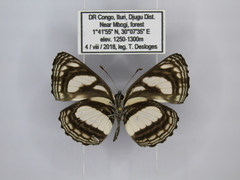 Neptis nicomedes