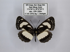 Neptis nicomedes