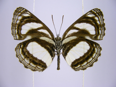 Neptis nicomedes