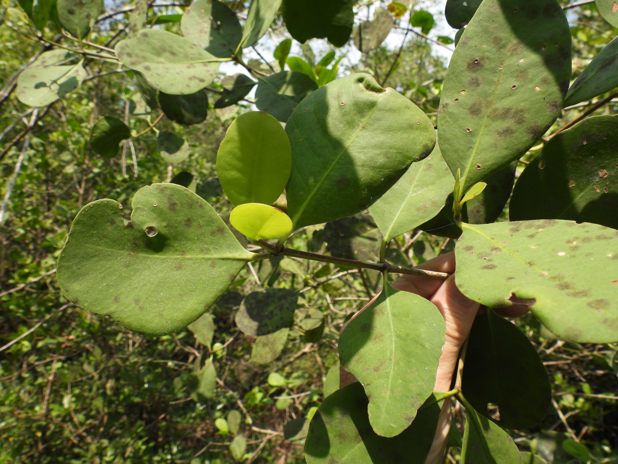 Sonneratia alba (Sonneratia alba)