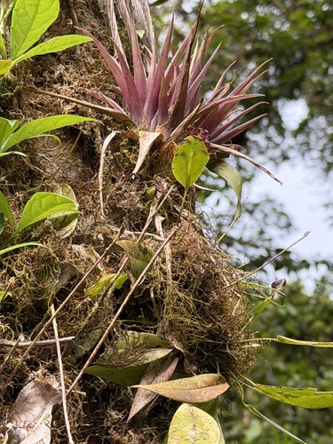 Guzmania angustifolia, photograph 2