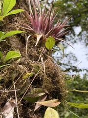 Guzmania angustifolia, photograph (c) Djibo Zanzot, some rights reserved (CC BY-SA)