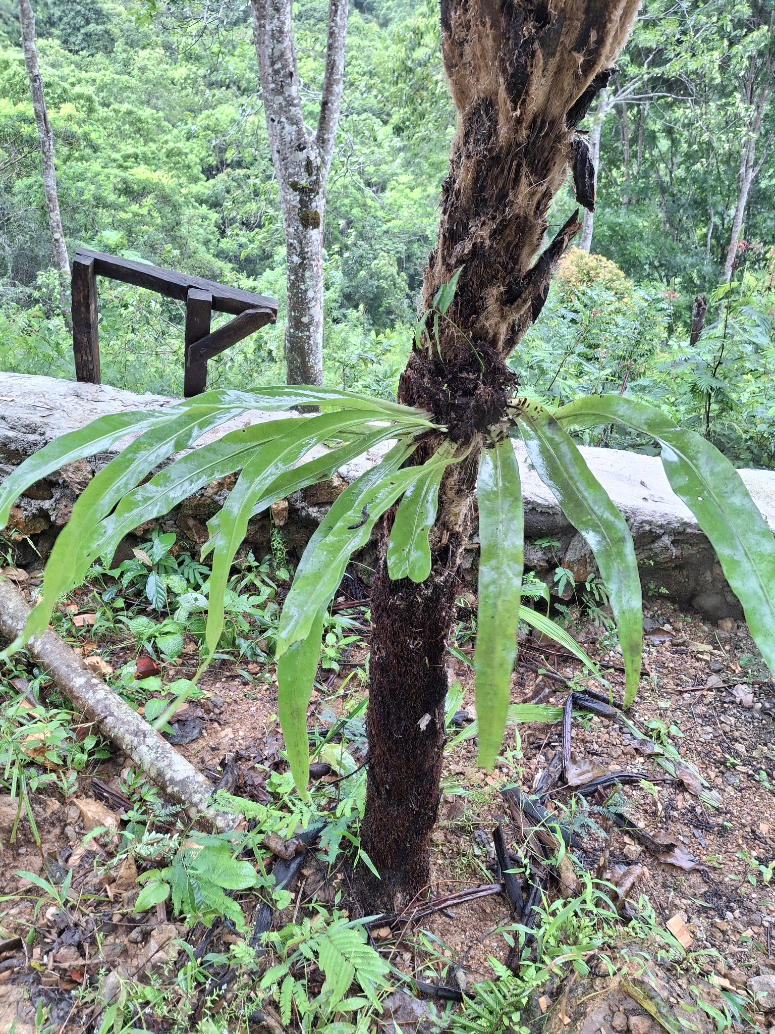Microsorum Punctatum (Microsorum punctatum)