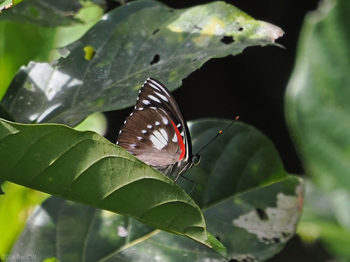 Euthaliopsis aetion
