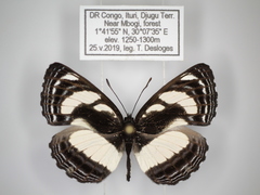 Neptis nicomedes