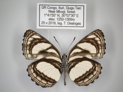 Neptis nicomedes