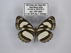 Neptis nicomedes