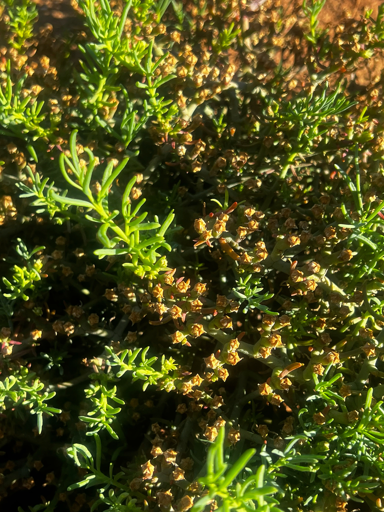 Mesembryanthemum granulicaule, Baldina, SA, AU