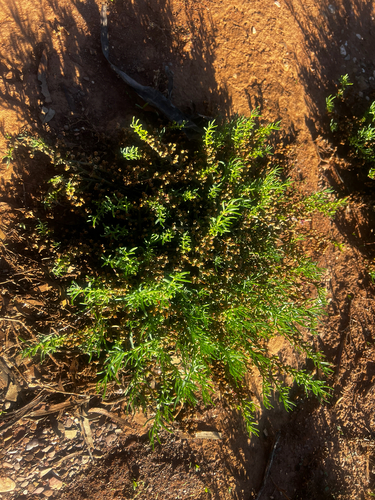 Mesembryanthemum granulicaule