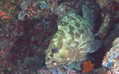 Epinephelus polyphekadion