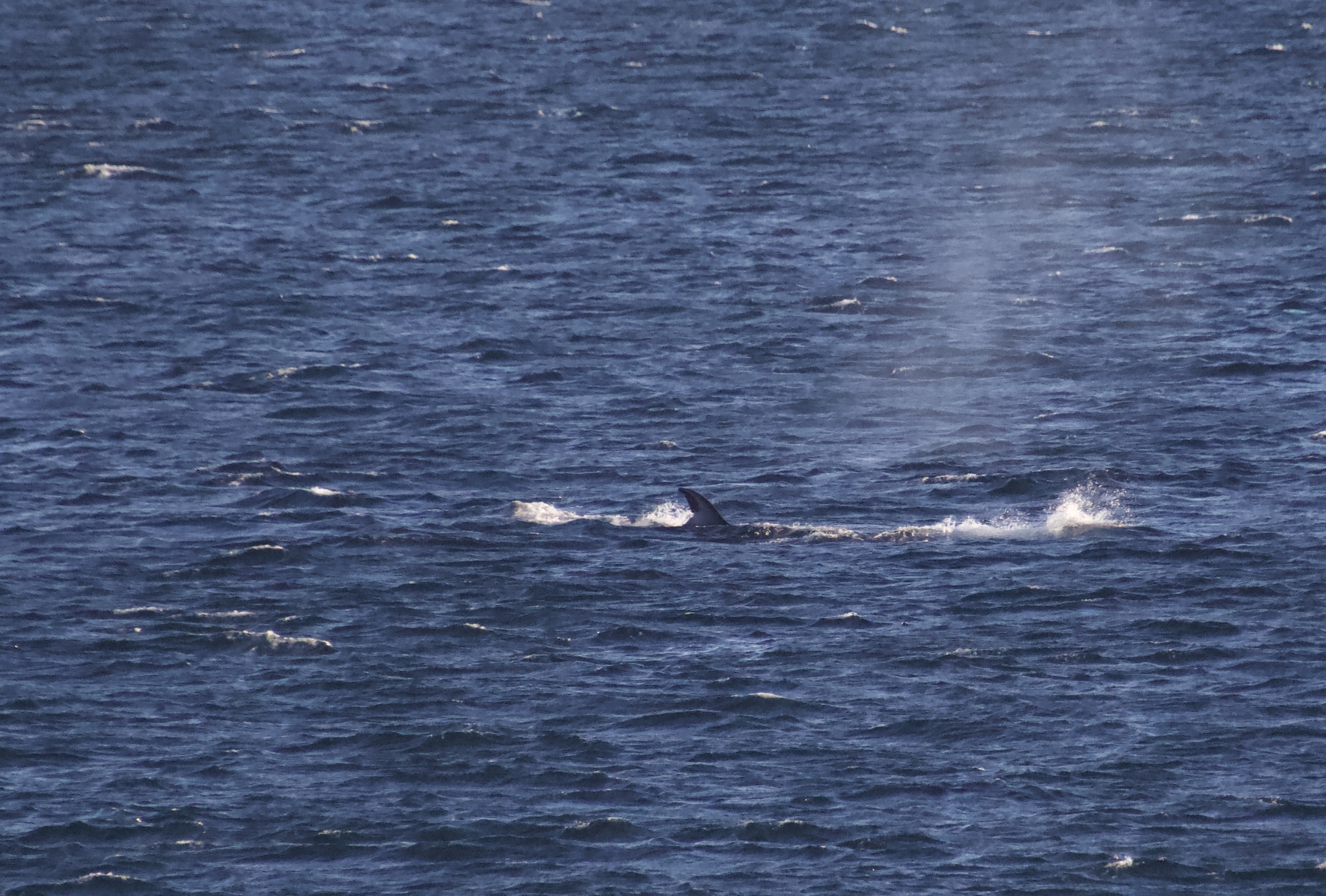 Balaenoptera borealis