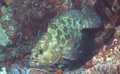 Epinephelus polyphekadion