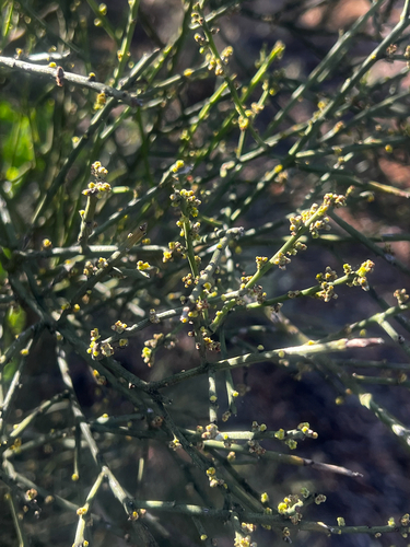 Leafless Ballart (Exocarpos aphyllus)