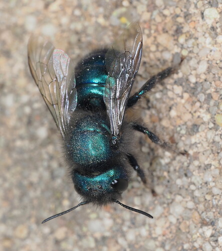 Blueberry Mason bee photo 5