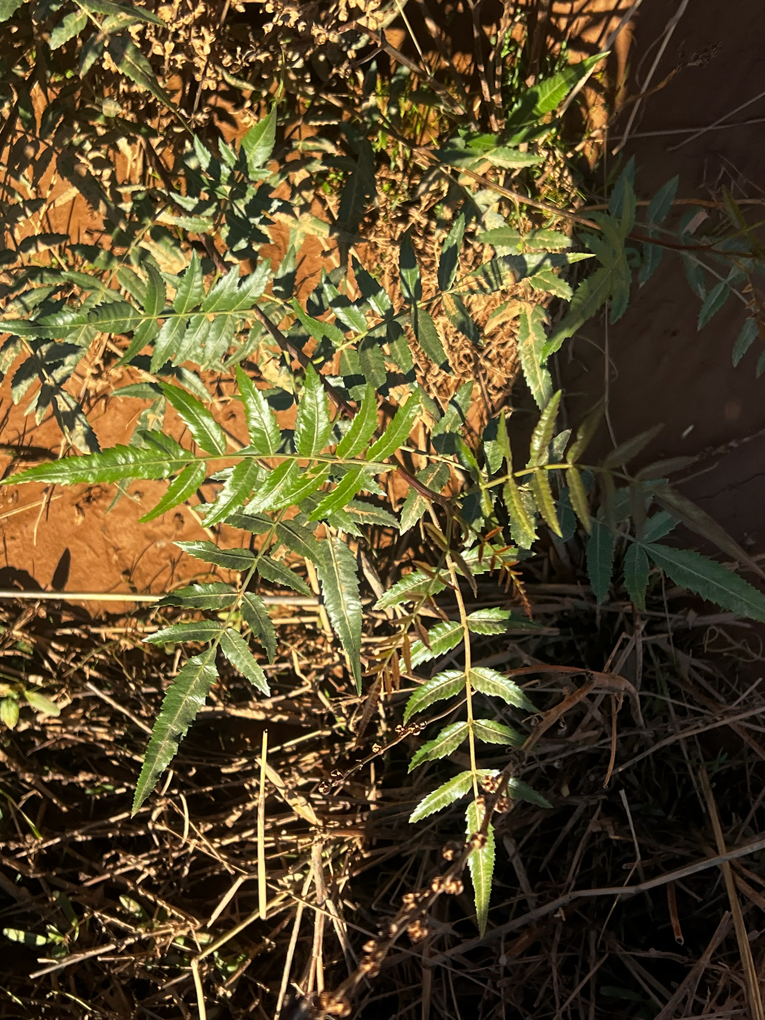Peruvian Peppertree (Schinus areira)