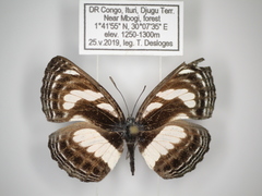 Neptis nicomedes