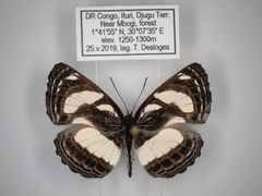Neptis nicomedes