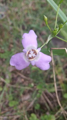 Ennealophus euryandrus euryandrus