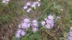 Praxelinae