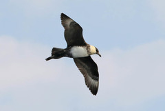 Pomarine Jaeger photo 4