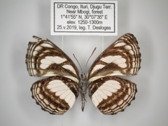 Neptis nicomedes