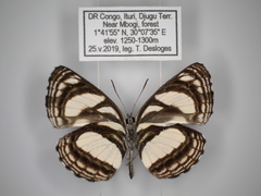 Neptis nicomedes