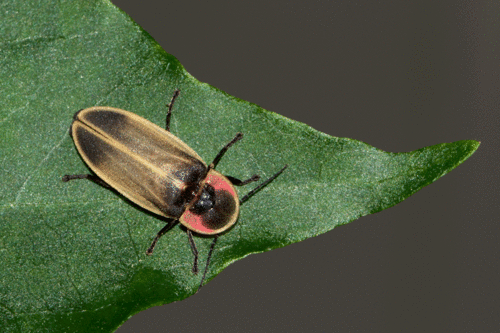 Genus Erythrolychnia · iNaturalist