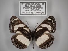 Neptis nicomedes