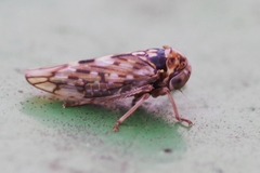 Stenidiocerus poecilus