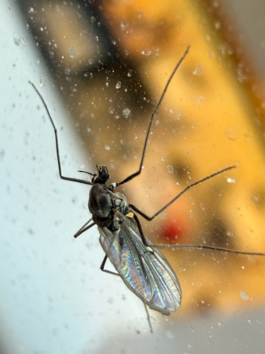 Unknown species found near Tompkins County, US-NY, US