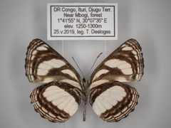 Neptis nicomedes