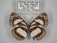 Neptis nicomedes