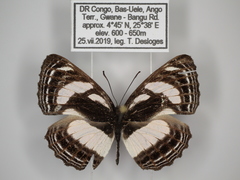 Neptis nicomedes