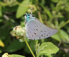 Pseudolycaena damo