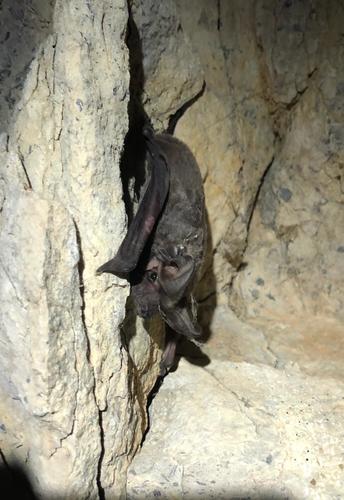 European Free-tailed Bat