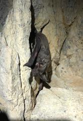 European Free-Tailed Bat photo 4