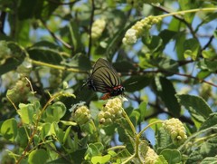 Atlides polybe